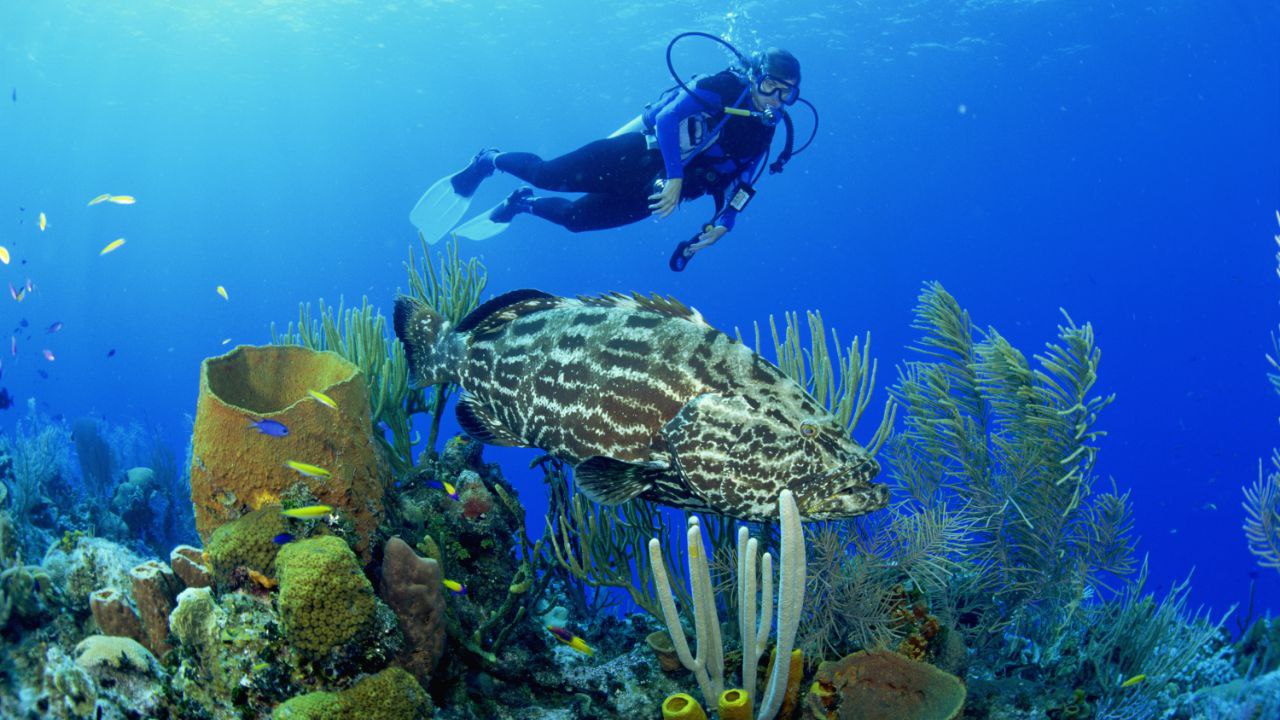 Snorkeling in Maldives